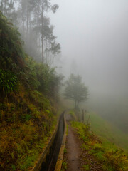 A misty levada trail on Madeira Island, surrounded by lush vegetation and leading into the foggy forest.