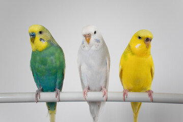 Green yellow white budgie flock trio budgerigar pet bird portrait with white background 