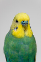 Green and yellow budgie budgerigar pet bird portrait with white background 