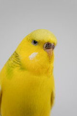 Yellow budgie budgerigar pet bird portrait with white background 