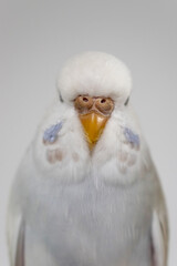 White budgie budgerigar pet bird portrait with white background 