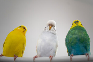 Green yellow white budgie flock trio budgerigar pet bird portrait with white background 