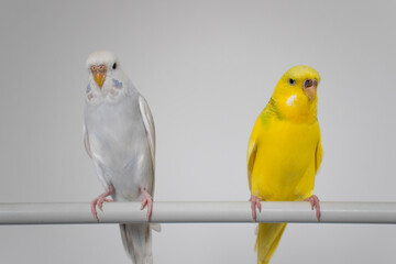 Green yellow white budgie flock trio budgerigar pet bird portrait with white background 