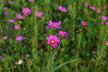 Beautiful cosmos flowers field at Singha Park Chiang Rai, Thailand