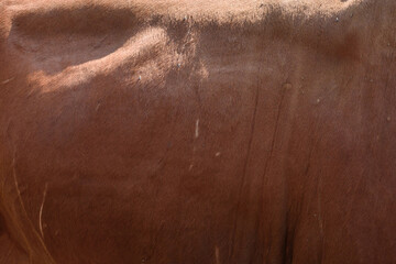 Fototapeta premium skin of brown cow