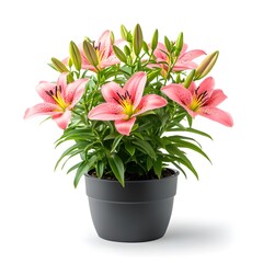 Obraz premium Pink Lily Flowers in Pot Blooming Plant Isolated on White