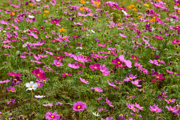 Obraz premium Beautiful cosmos flowers field at Singha Park Chiang Rai, Thailand