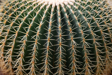 The spines of the large cactus Echinocactus (Latin Echinocactus), or Hedgehog cactus with beautiful spines. Flora plants flowers floristry.