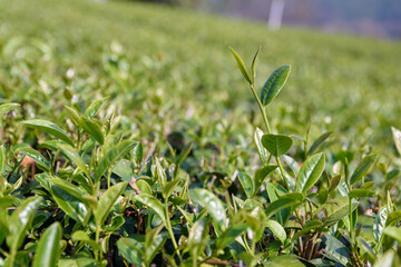 Green tea plantations in Thailand
