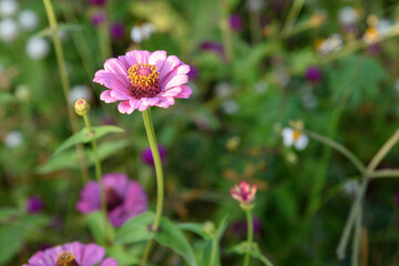 beautiful flowers