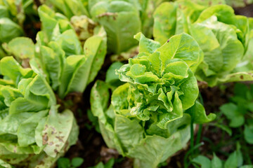 salad vegetables in organic farm