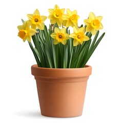 Fototapeta premium Yellow Daffodils in Terracotta Pot Spring Flower Arrangement