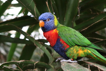 Obraz premium colorful bird on a plant