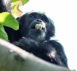 Chimpanzee on a fig tree at the Budongo forest in Murchison falls national park in Uganda