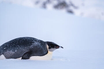 Obraz premium Emperor Penguin in Antarctica. South Pole
