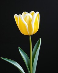 A bright tulip design showcasing its elegance on plain black background