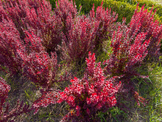 Young bushes of barberry with red leaves in sunny day