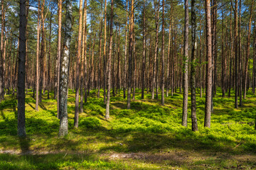 Naklejka premium Coniferous forest illuminated by golden rays sun. Sun rays penetrate through trees onto green grass, illuminating tree branches.