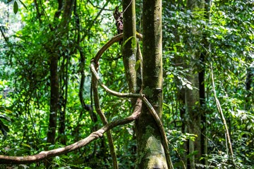 liana on a tree in the African rainforest in Uganda
