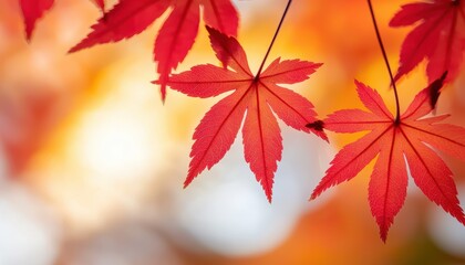 Vibrant red maple leaves against a blurred autumn background.