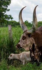 Long horned Sanga cattle on a field in Uganda