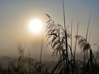 Grass in the fog  © Micha