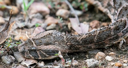 Puff adder snake in close up on garden ground