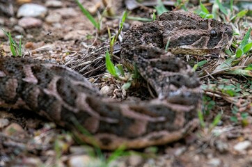 Puff adder snake in close up on garden ground