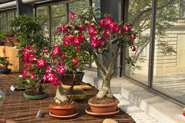 Bonsai exhibition in the University-run botanical garden in Prague, Czech republic, Europe
