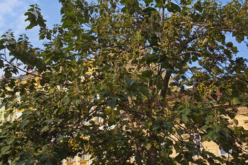 Paulownia tree in Prague, Czech republic, Europe
