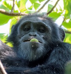 Chimpanzee on a fig tree at the Budongo forest in Murchison falls national park in Uganda