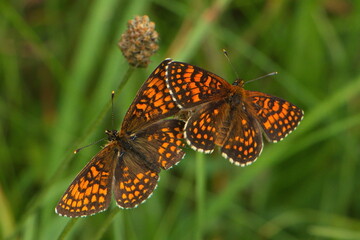 Butterfly Heath fritillary on the Rax,Austria,Europe
