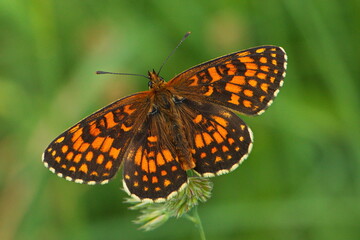 Butterfly Heath fritillary on the Rax,Austria,Europe
