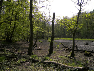 Drought - a dry lake in the middle of a forest.