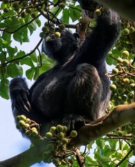 Chimpanzee on a fig tree at the Budongo forest in Murchison falls national park in Uganda