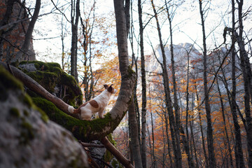A Nova Scotia Duck Tolling Retriever explores a rocky path through a forest filled with autumn leaves. The rugged terrain adds to the sense of adventure for the curious dog.