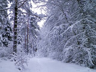 Snowy forest in Wiezyca Region. Kashubia Northern Poland.