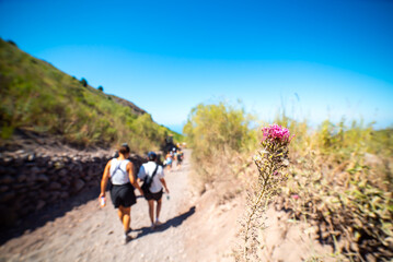 Obraz premium Blume am Weg