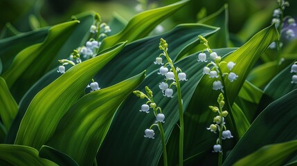 Obraz premium A close-up view of a cluster of lily of the valley flowers blooming in a lush green forest. The delicate white flowers stand out against the dark green leaves, creating a beautiful contrast.