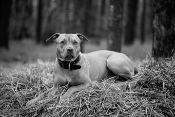 American Pit Bull Terrier runs across an autumn field.