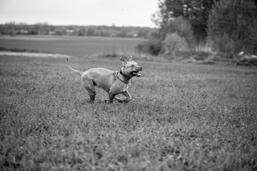 American Pit Bull Terrier runs across an autumn field.