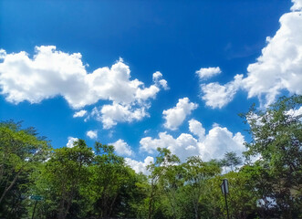 Trees with green foliage against a backdrop of blue sky and clouds. Green nature landscape with copy space.