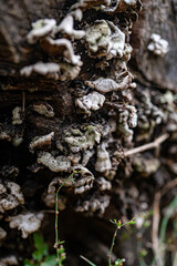 mushrooms on tree