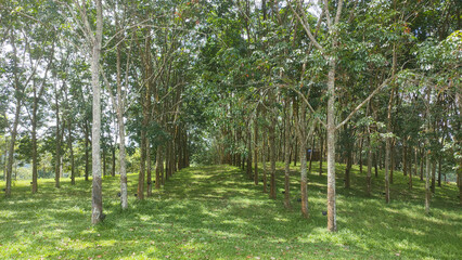 Serene Rubber Plantation: A path winds through a lush rubber plantation, sunlight filtering through...