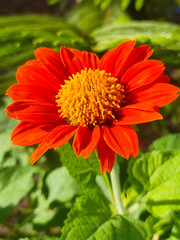 Fiery Red Flower in Bloom 