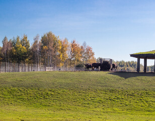 Shot of the cattle breed with huge horns. Animals