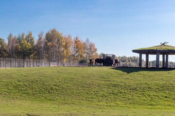 Shot of the cattle breed with huge horns. Animals