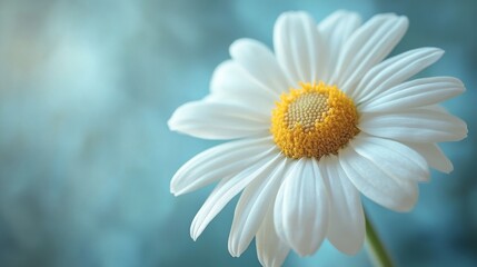 Fototapeta premium A delicate single daisy flower with pure white petals and a yellow center set against an expansive blue background, symbolizing simplicity and peace in nature.