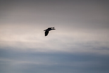 Single cormorant flying in the sky