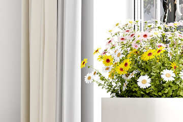 flowers in a window image for blogs, 3d render